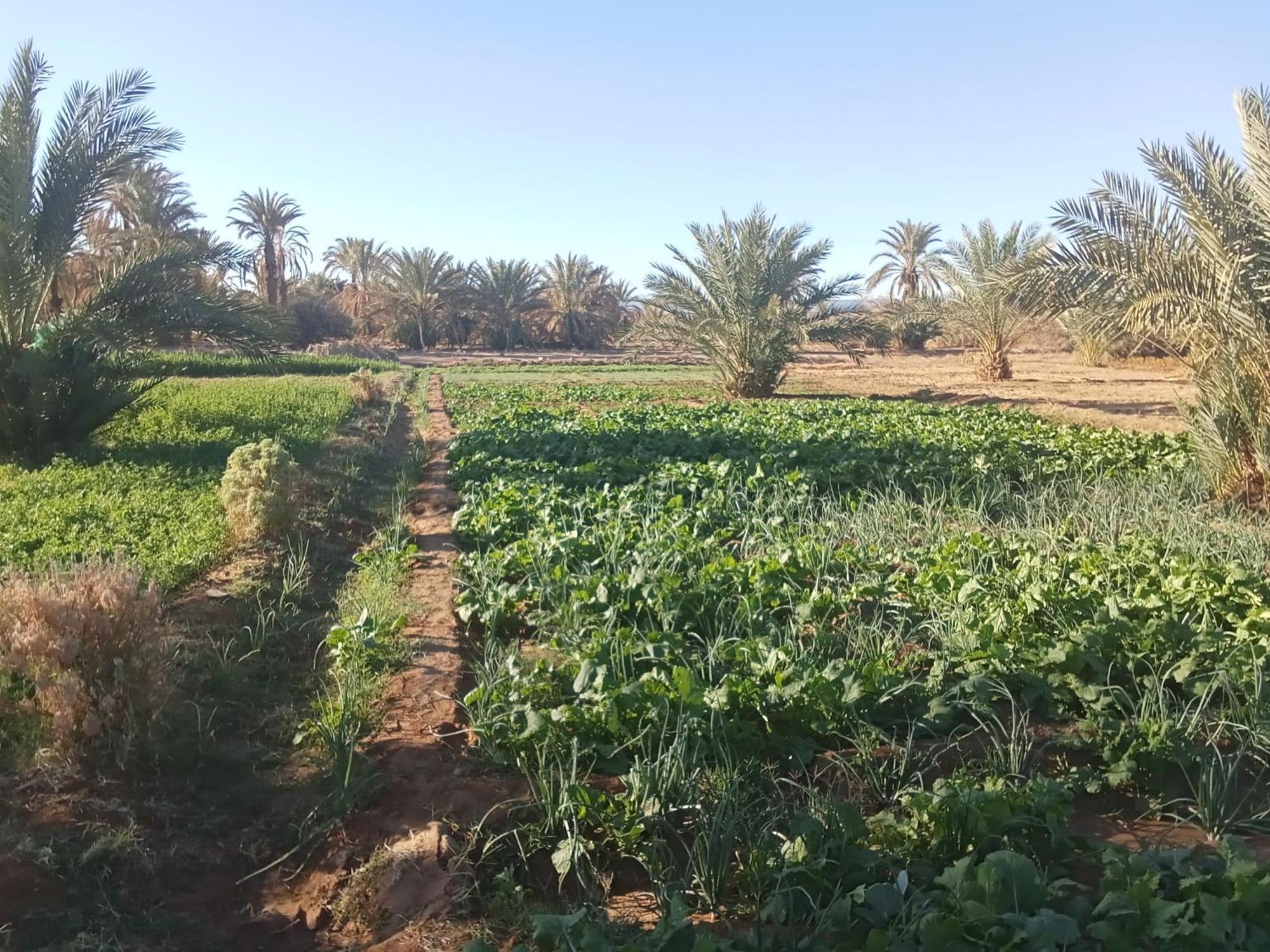 مبيت وإفطار زڭورة رياض سولاي دو موند المظهر الخارجي الصورة